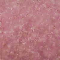 Almanac Planting Co: Close-up of fine pink muhly grass flowers with delicate branching