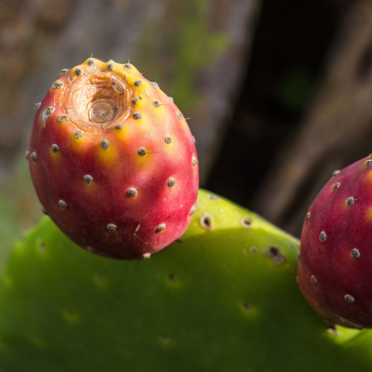 Almanac Planting Co: Close-up of Mulberry Creek Prickly Pear Cactus showing ripening red-purple fruit above a green pad