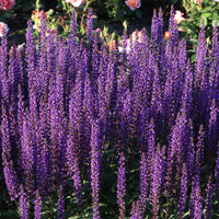 Munstead Lavender