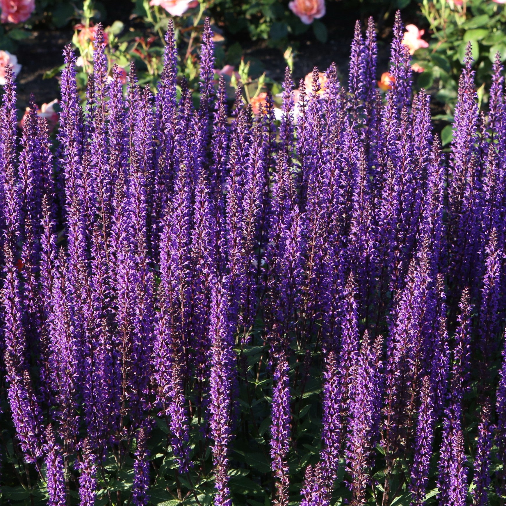 Munstead Lavender