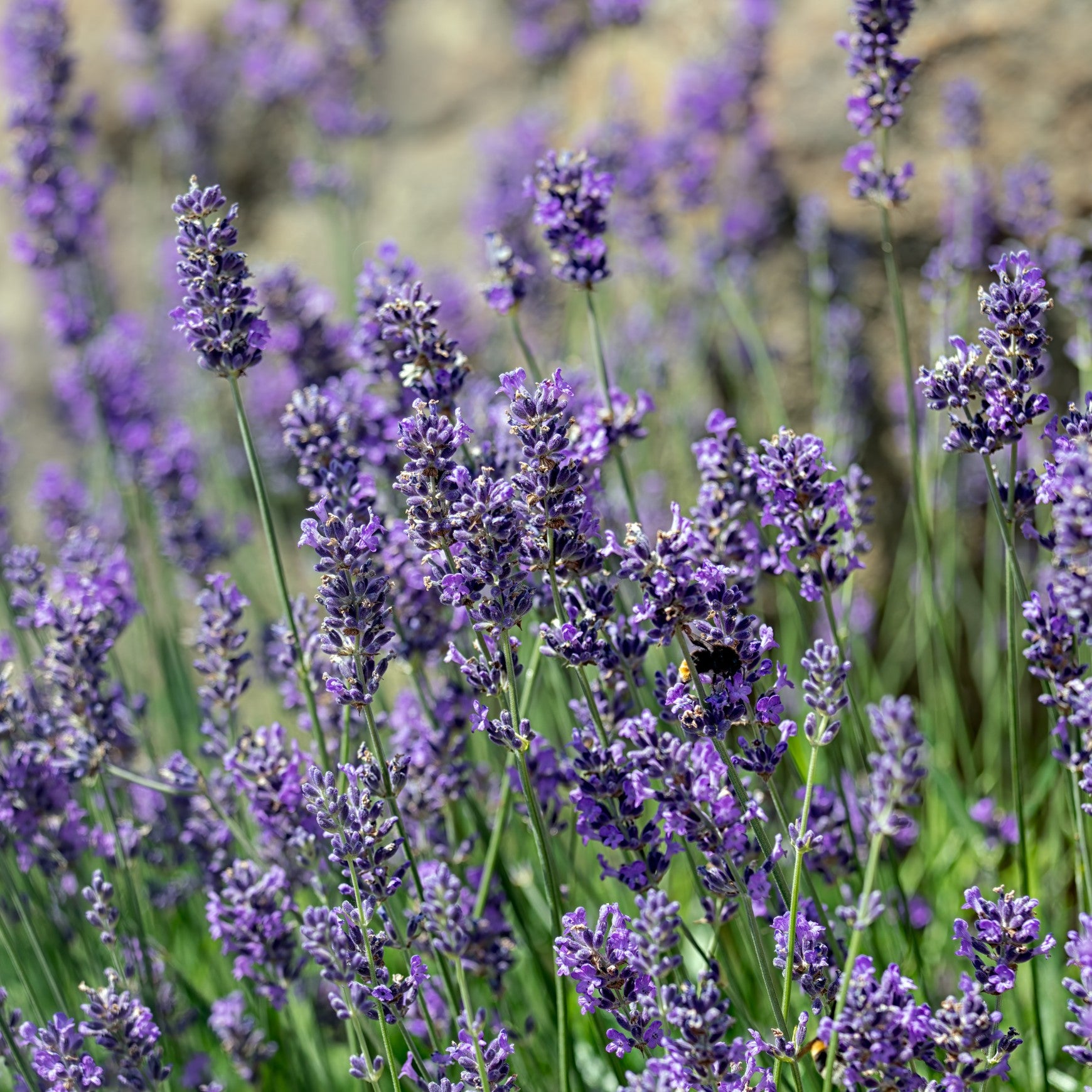 Munstead Lavender