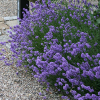 Munstead Lavender