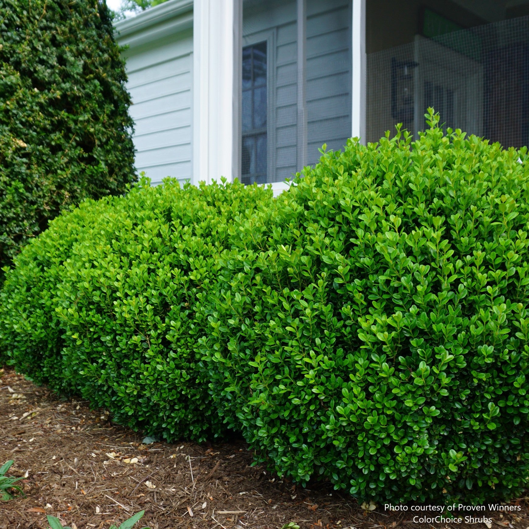 NewGen Freedom® Boxwood