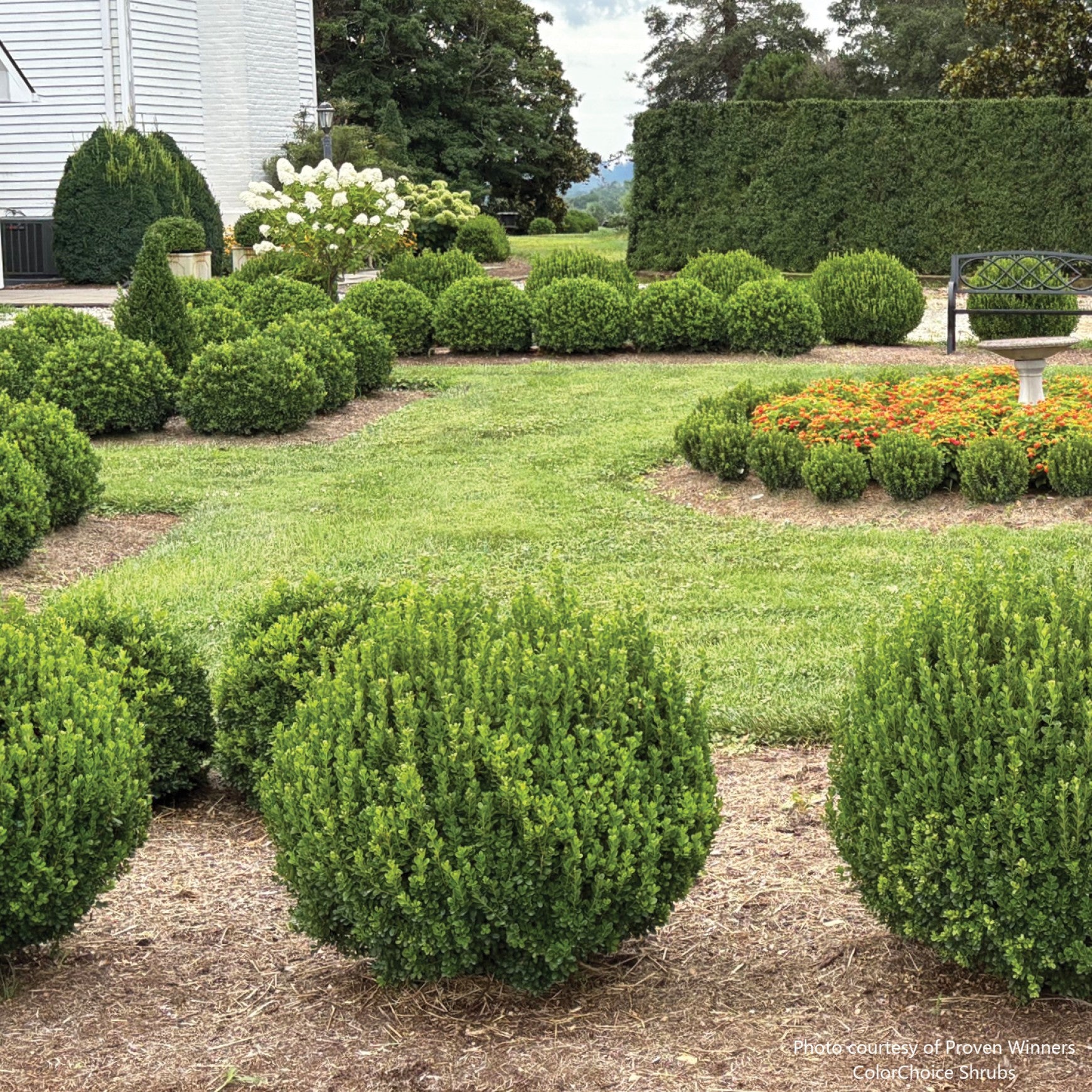 Plants for USDA Zone 6 – Page 9 – Almanac Planting Co