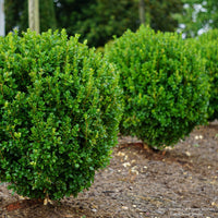 NewGen Freedom® Boxwood