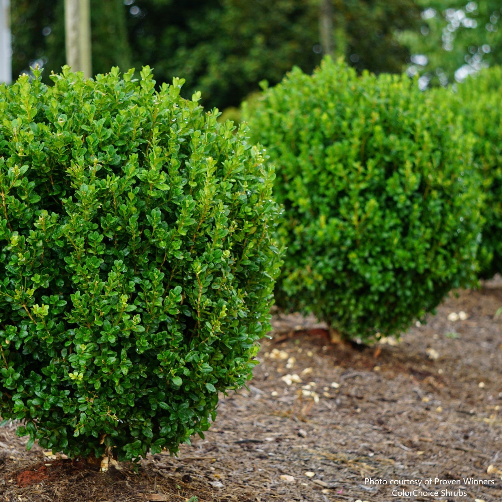 NewGen Freedom® Boxwood