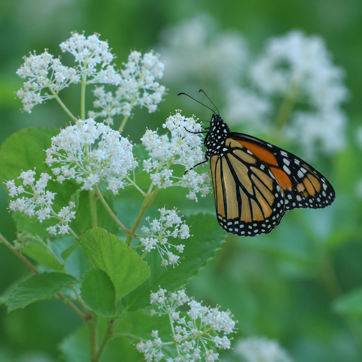 New Jersey Tea