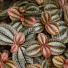 Almanac Planting Co: Pilea ‘Norfolk’ with bronze and silver textured leaves displaying metallic sheen and deep veining