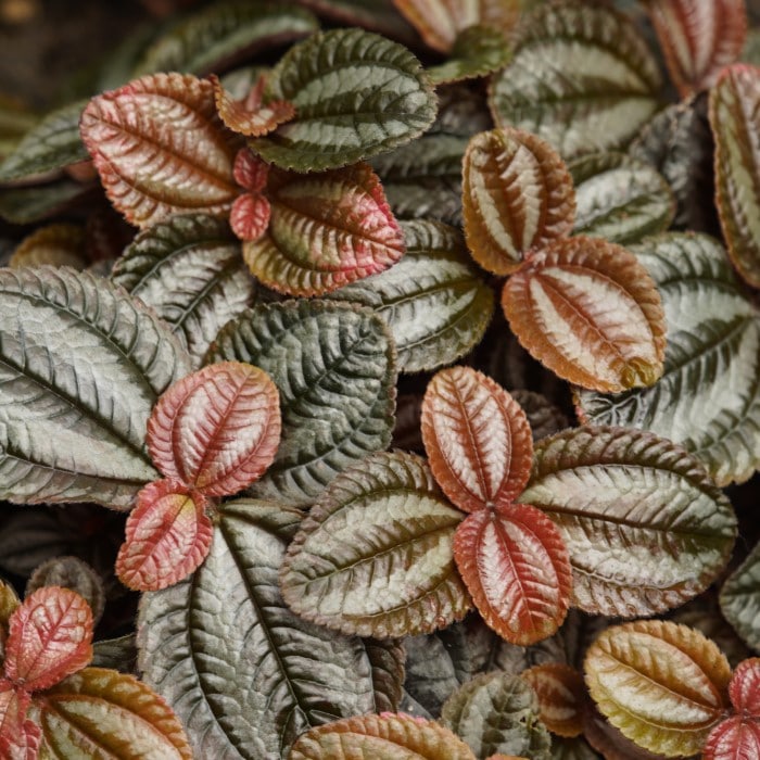 Almanac Planting Co: Pilea ‘Norfolk’ with bronze and silver textured leaves displaying metallic sheen and deep veining