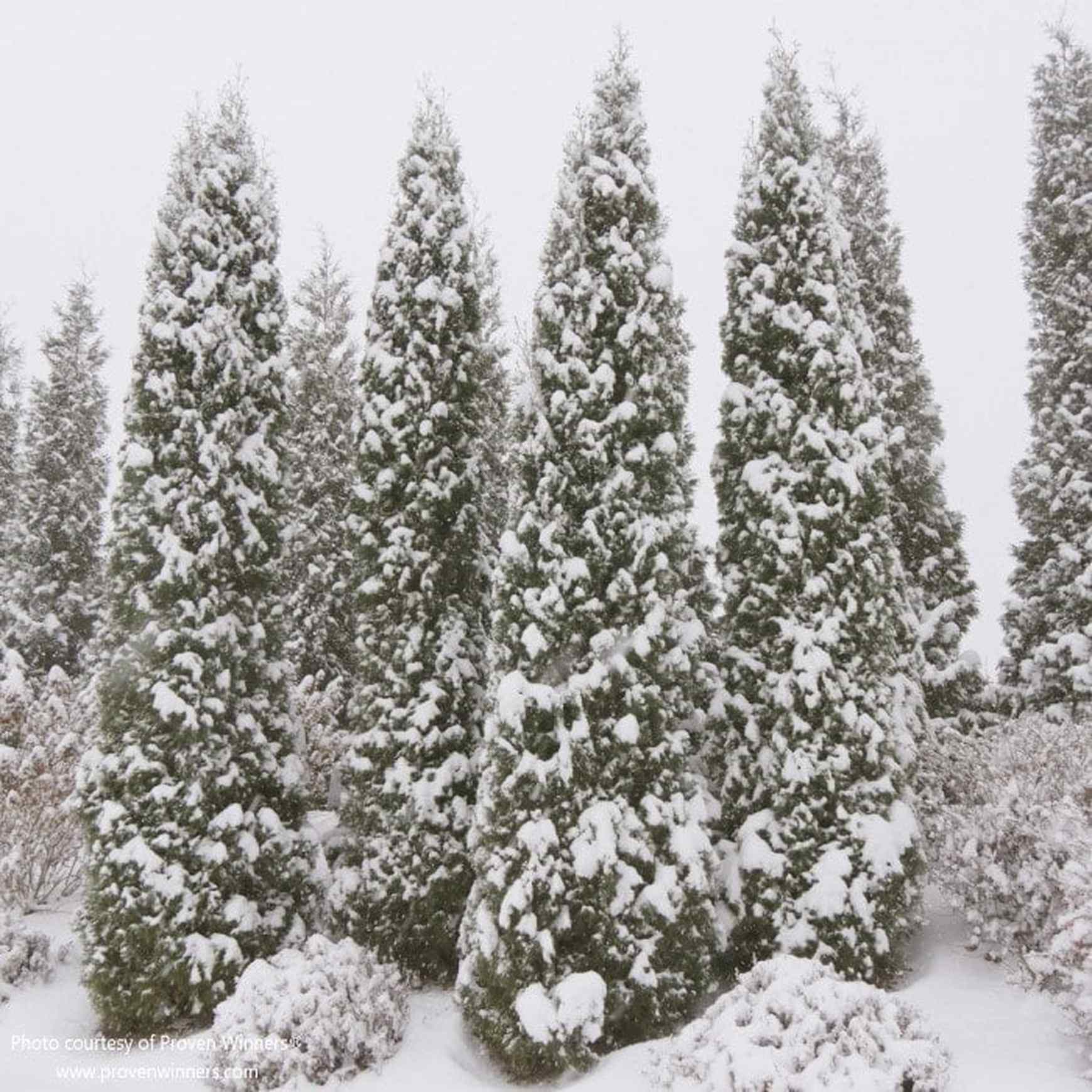 Almanac Planting Co: North Pole® Arborvitae covered in snow and growing on a landscaped bank in the winter.