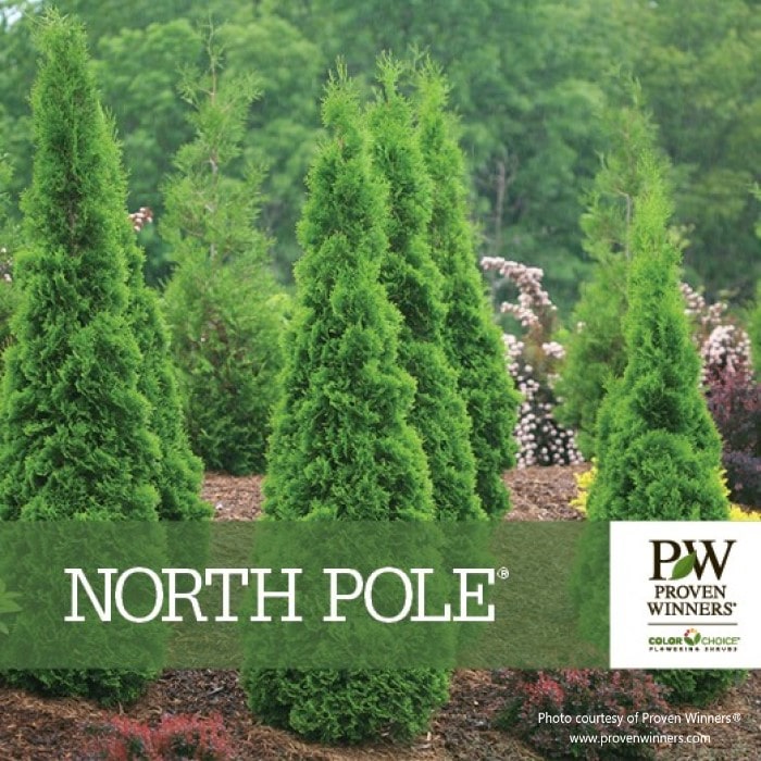 Almanac Planting Co: Proven Winners® 'North Pole' Arborvitae standing tall in a landscaped garden, providing a lush green backdrop for year-round structure and elegance.