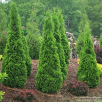 Almanac Planting Co: North Pole® Arborvitae by Proven Winners. A group of 7 arbs growing together on a bank.