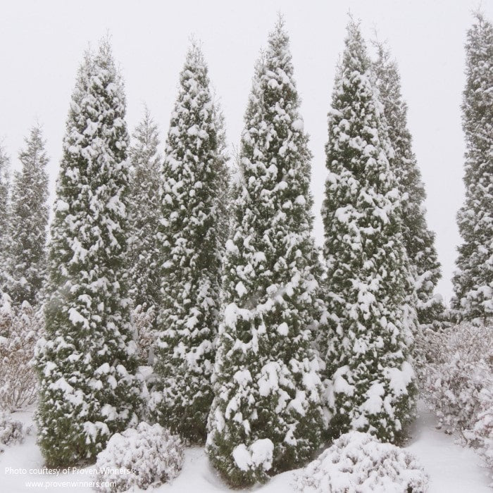 Almanac Planting Co: North Pole® Arborvitae covered in snow and growing on a landscaped bank in the winter.