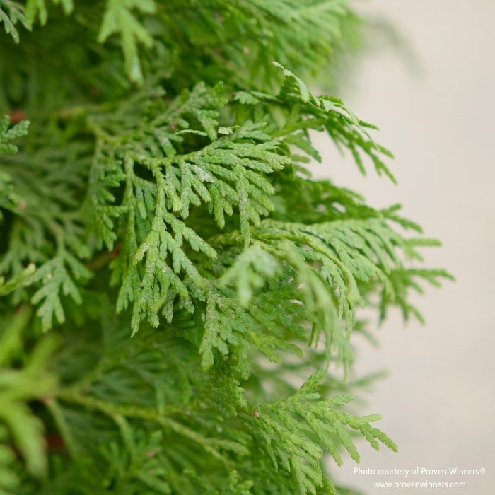 Almanac Planting Co North Pole® Arborvitae covered in snow and growing on a landscaped bank in the winter.