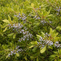 Northern Bayberry