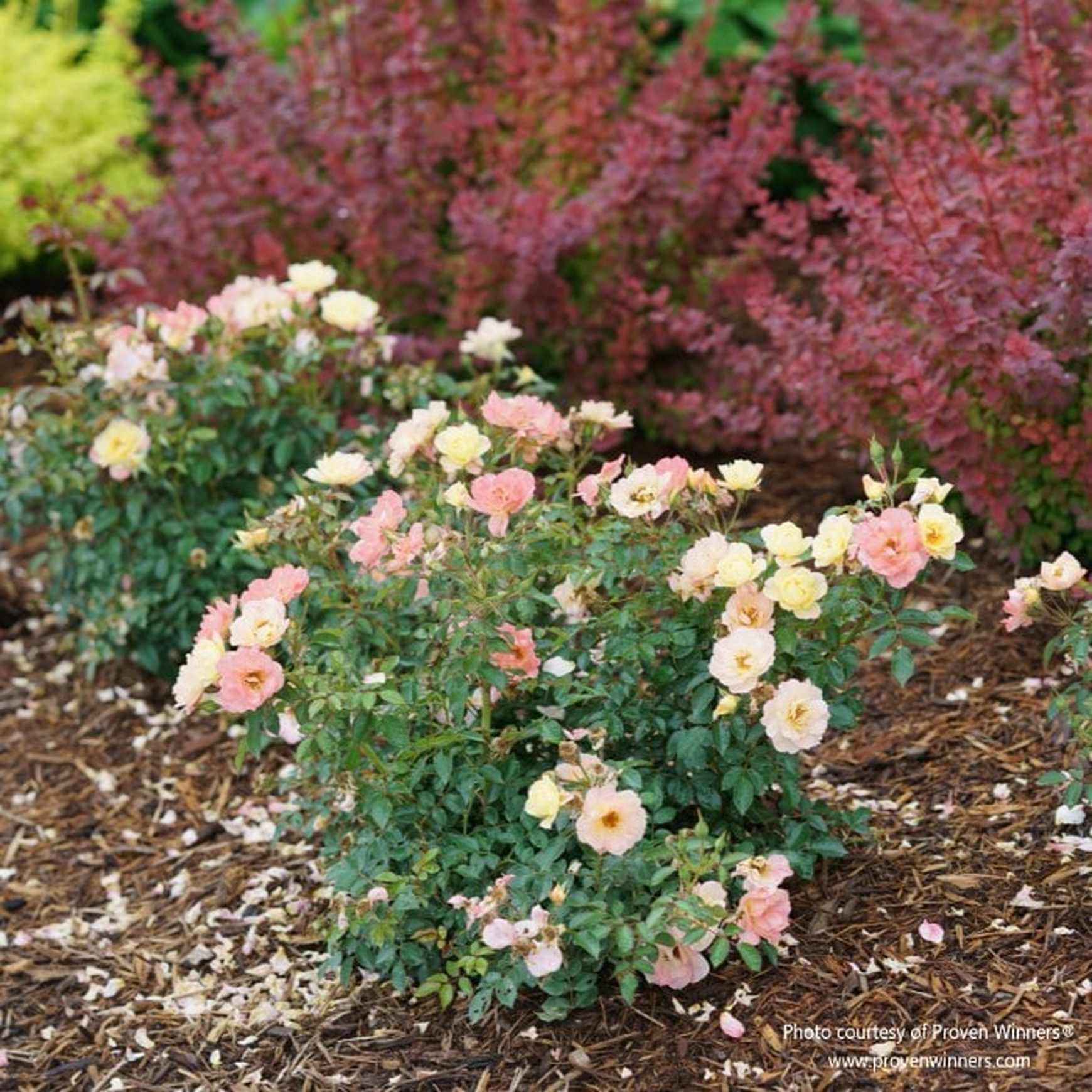 OSO EASY® Italian Ice® Landscape Rose | Shrub Rose – Almanac