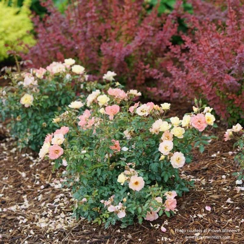 OSO EASY® Italian Ice® Landscape Rose | Shrub Rose – Almanac Planting Co