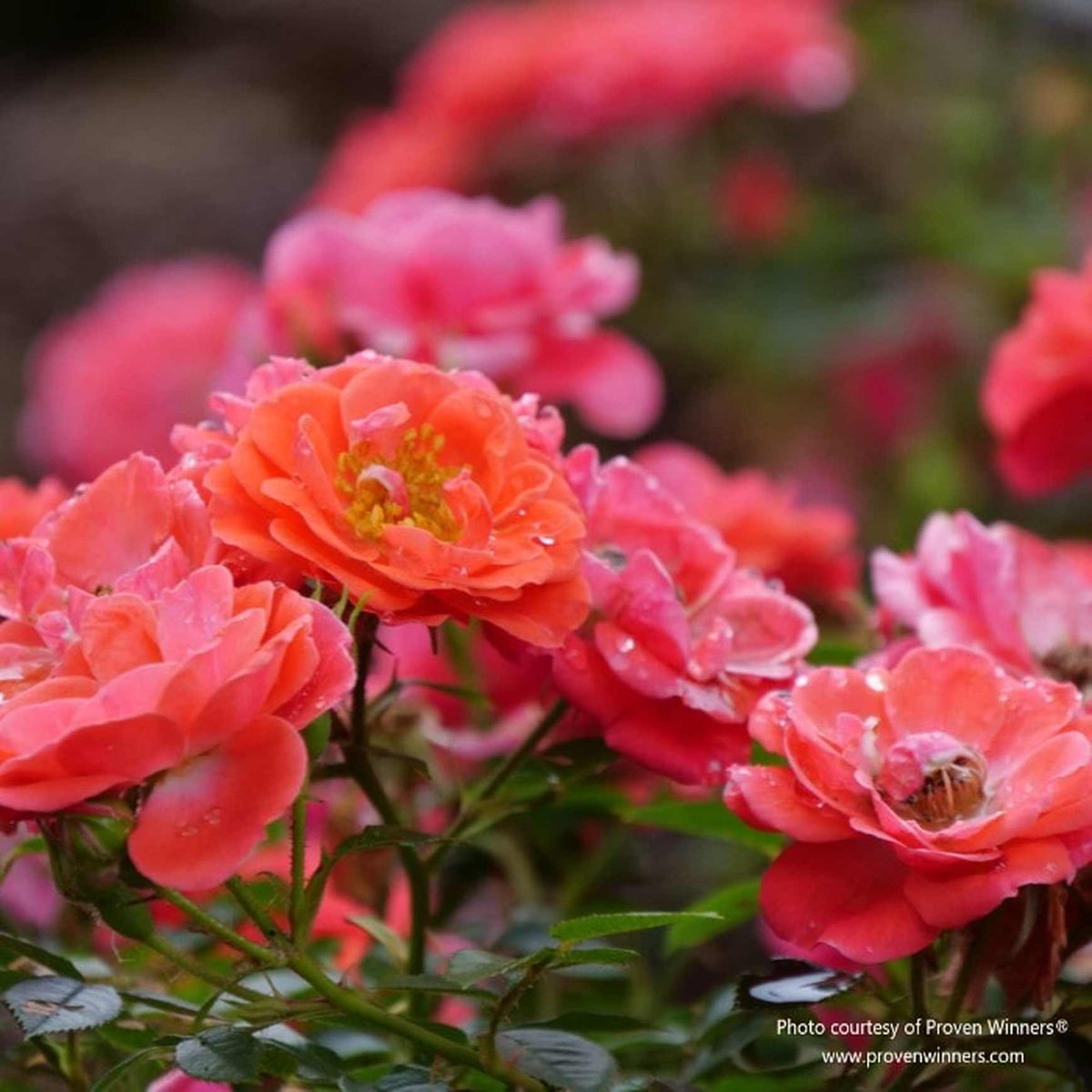 Almanac Planting Co: Proven Winners® Rosa 'Oso Easy Mango Salsa' showcasing close-up of vibrant pink-orange blooms with raindrops.
