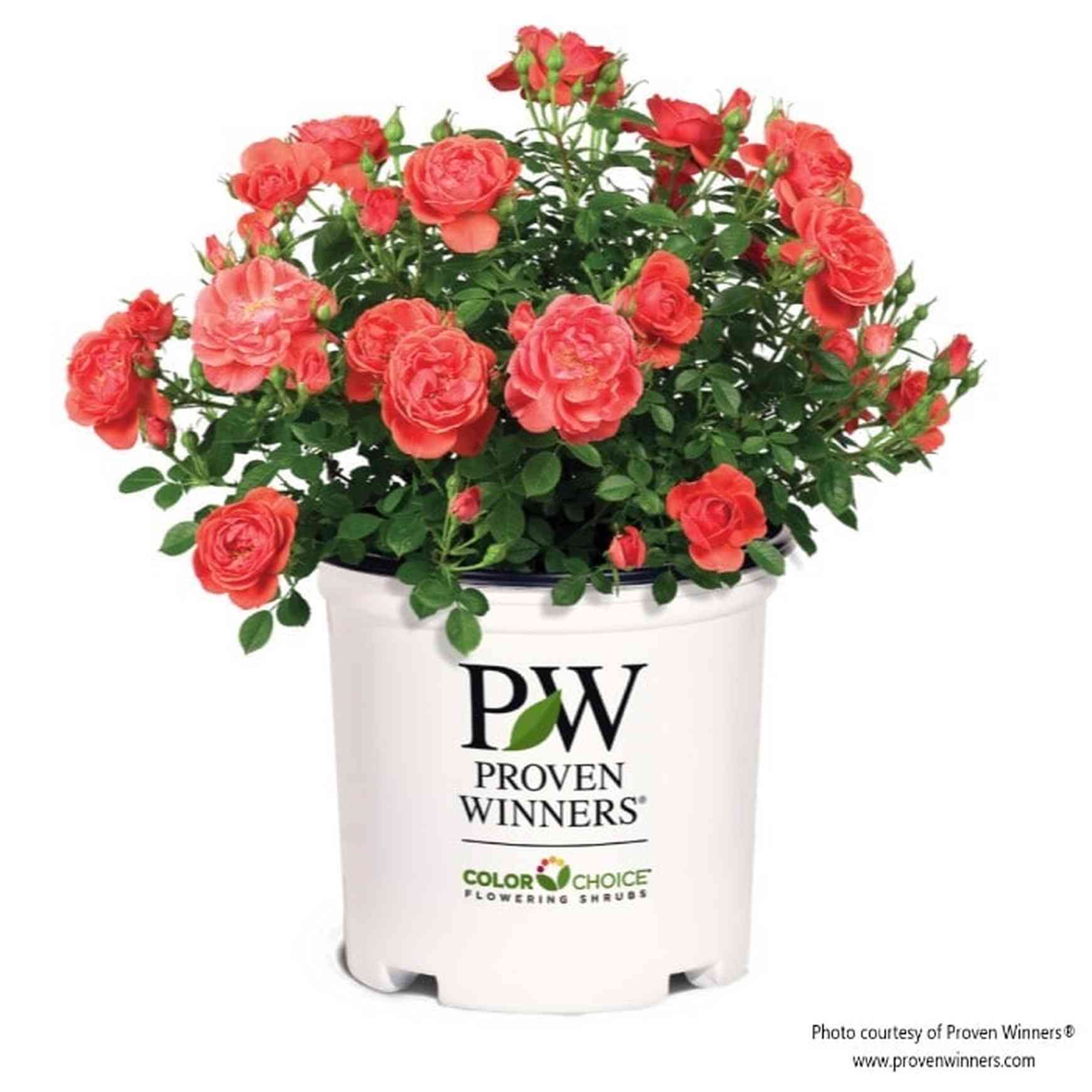 OSO EASY® Mango Salsa Landscape Rose | Shrub Rose – Almanac