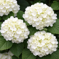Opening Day™ Doublefile Viburnum