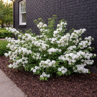Opening Day™ Doublefile Viburnum