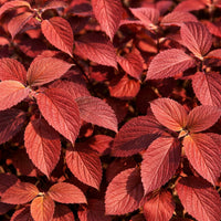 Opening Day™ Doublefile Viburnum