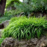 Almanac Planting Co: Dwarf Mondo Grass ‘Nana’ forming a lush, low evergreen mat along a shaded rock border.