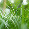 Almanac Planting Co: Close-up of Dwarf Mondo Grass foliage showing vibrant green, fine-textured leaves.