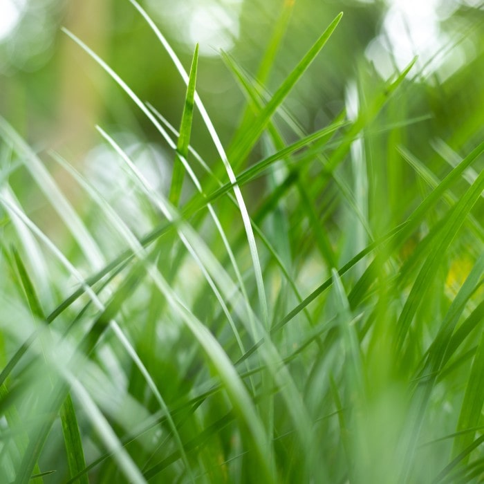 Almanac Planting Co: Close-up of Dwarf Mondo Grass foliage showing vibrant green, fine-textured leaves.