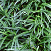 Almanac Planting Co: Detailed view of compact Dwarf Mondo Grass ‘Nana’ foliage forming dense evergreen tufts.