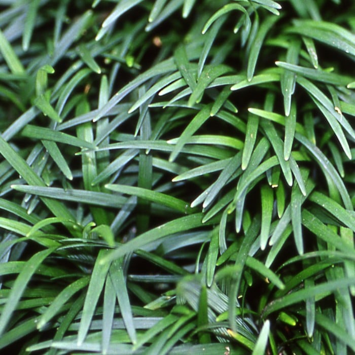 Almanac Planting Co: Detailed view of compact Dwarf Mondo Grass ‘Nana’ foliage forming dense evergreen tufts.