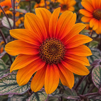 Orange Marble False Sunflower