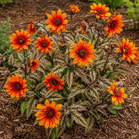 Orange Marble False Sunflower