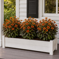 Orange Marble False Sunflower
