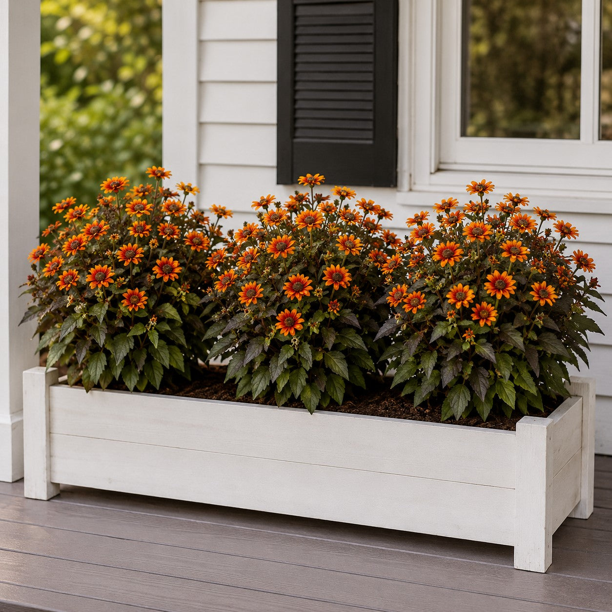 Orange Marble False Sunflower