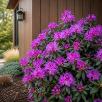Almanac Planting Co: PJM Rhododendron covered in vivid purple flowers in a foundation garden beside a modern cedar-sided home