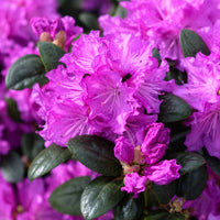 Almanac Planting Co: Close-up of PJM Rhododendron showing magenta-purple flower clusters, buds and dark evergreen leaves