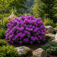 Almanac Planting Co: Mature PJM Rhododendron in purple bloom growing in a naturalistic boulder garden with conifers and woodland landscaping