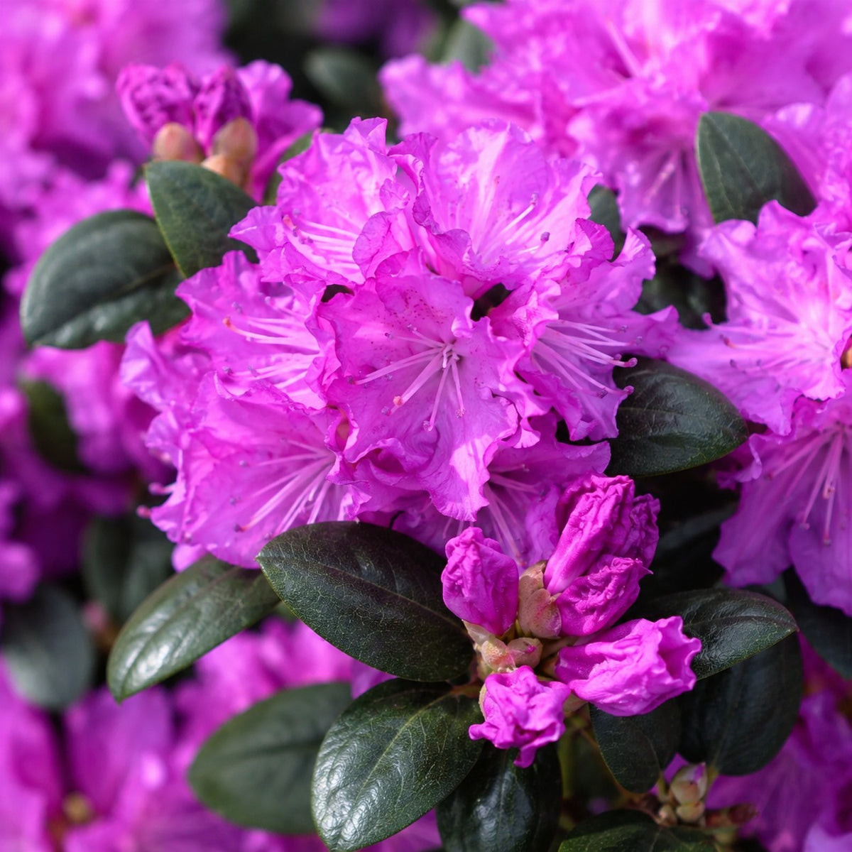 Almanac Planting Co: Close-up of PJM Rhododendron showing magenta-purple flower clusters, buds and dark evergreen leaves