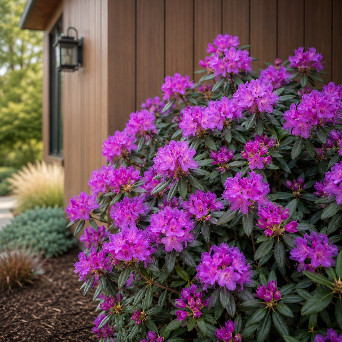 Almanac Planting Co: PJM Rhododendron covered in vivid purple flowers in a foundation garden beside a modern cedar-sided home