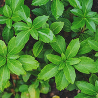 Almanac Planting Co: Vibrant close-up of Japanese Pachysandra (Pachysandra terminalis) leaves, highlighting their glossy texture and rich green color, perfect for filling under-tree areas and creating a year-round green carpet in temperate gardens.