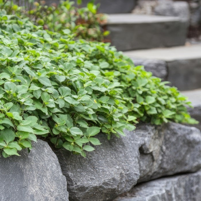 Almanac Planting Co: Dense mat of Japanese Pachysandra (Pachysandra terminalis) cascading over a stone wall, demonstrating its utility in erosion control and as an attractive, low-maintenance landscaping solution.