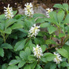 Almanac Planting Co: Japanese Pachysandra (Pachysandra terminalis) in bloom, displaying its delicate white flowers amidst lush green foliage, ideal for ground cover in shaded garden areas.