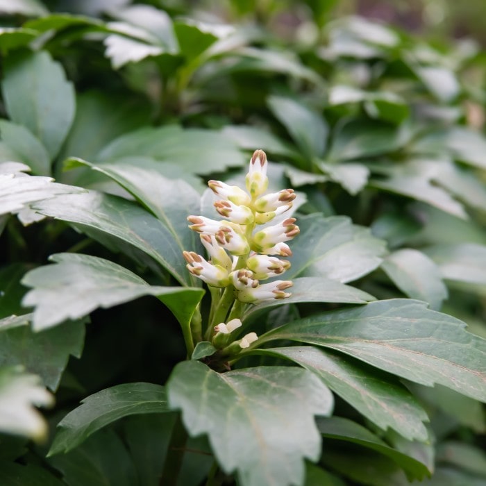 Almanac Planting Co: Pachysandra 'Green Sheen' showcasing its vibrant white blooms among glossy green leaves, an ideal choice for creating a low-maintenance ground cover in shaded areas.