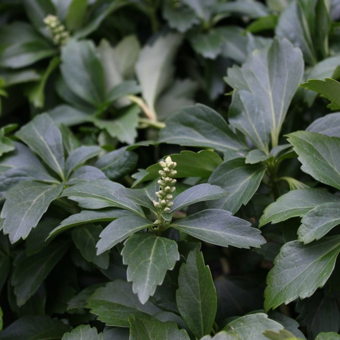 Almanac Planting Co: Dense foliage of Pachysandra 'Green Sheen' highlighting its shiny, deep green leaves, perfect for adding lush texture and year-round color to garden borders and underplantings.