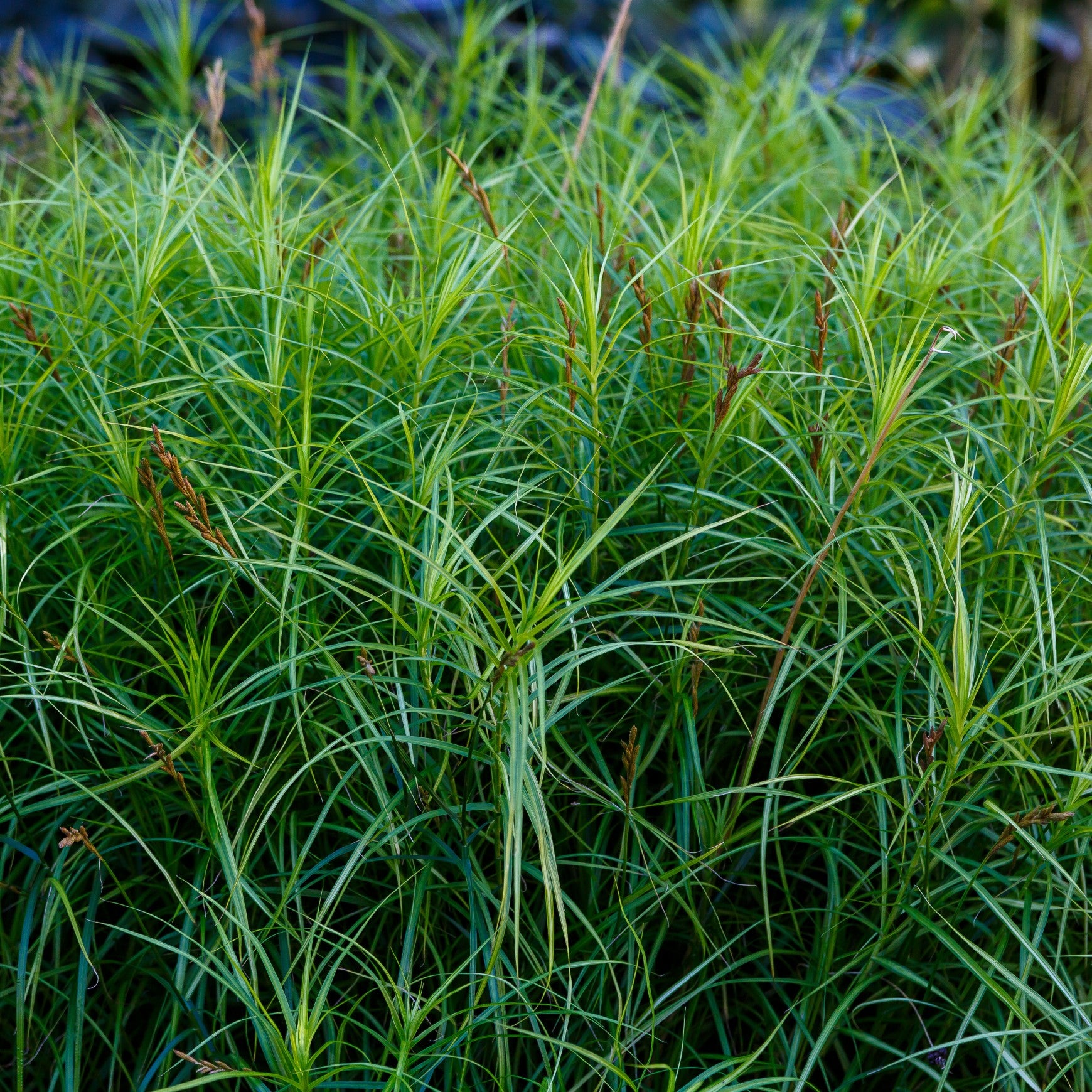 Palm Sedge