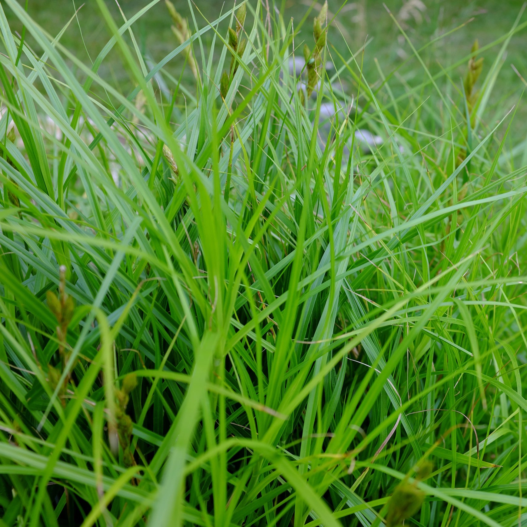 Palm Sedge