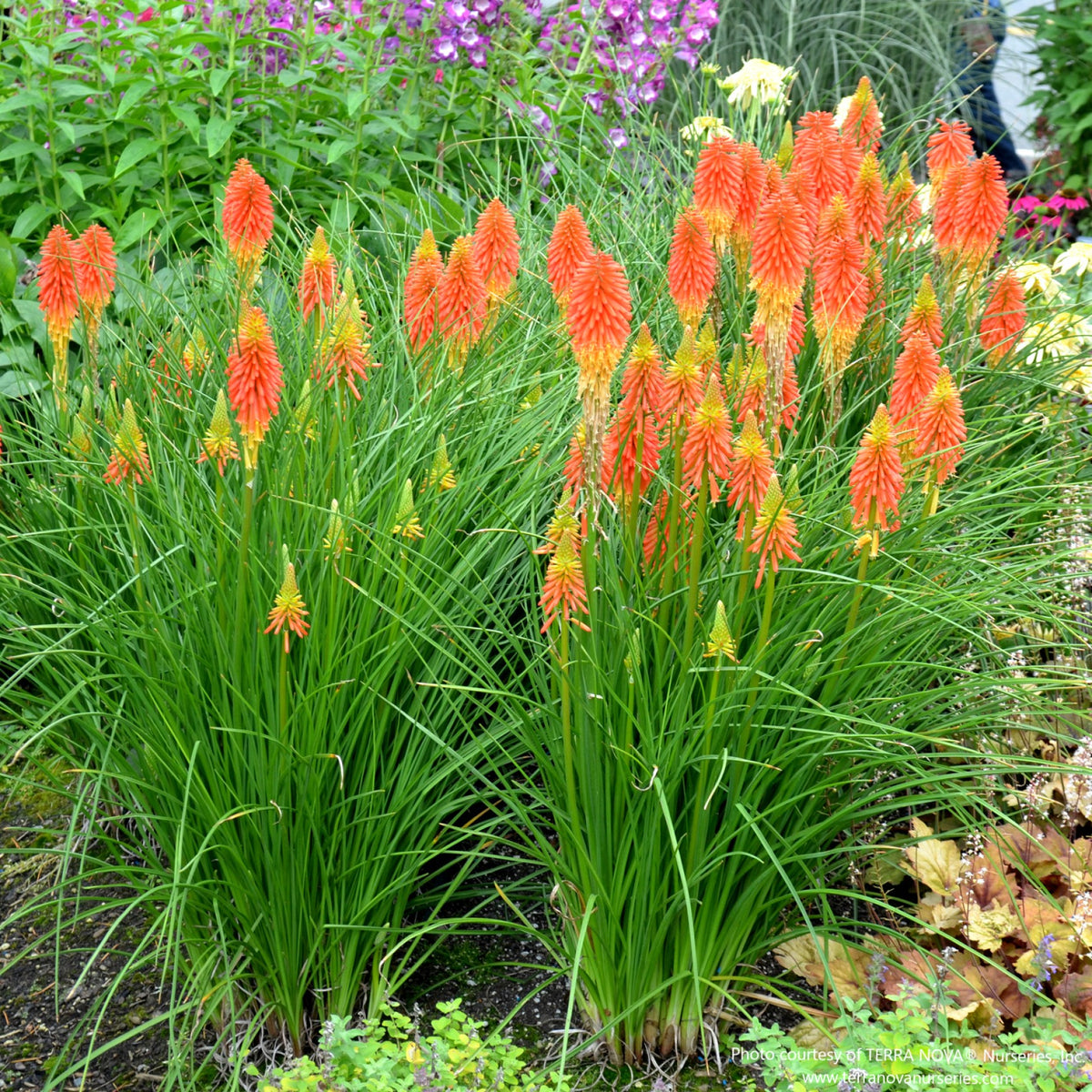 Papaya Popsicle Red Hot Poker