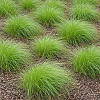 Pennsylvania Sedge