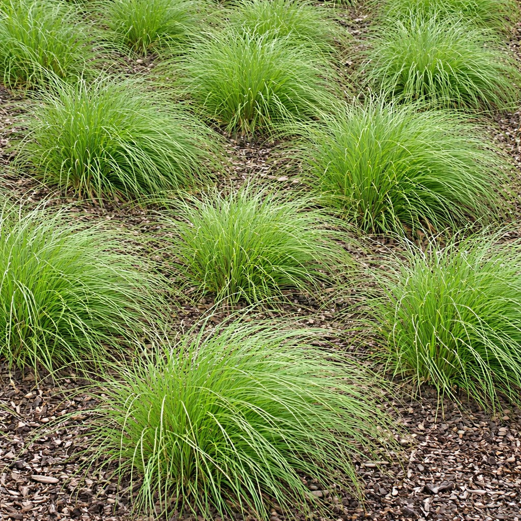 Pennsylvania Sedge